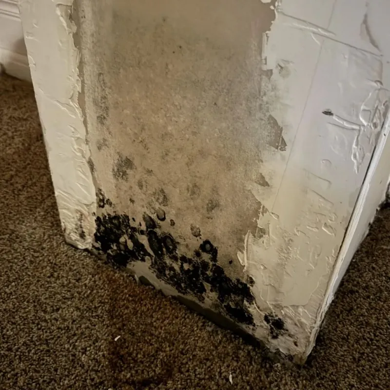 Professional Mold Removal in Quincy, CA